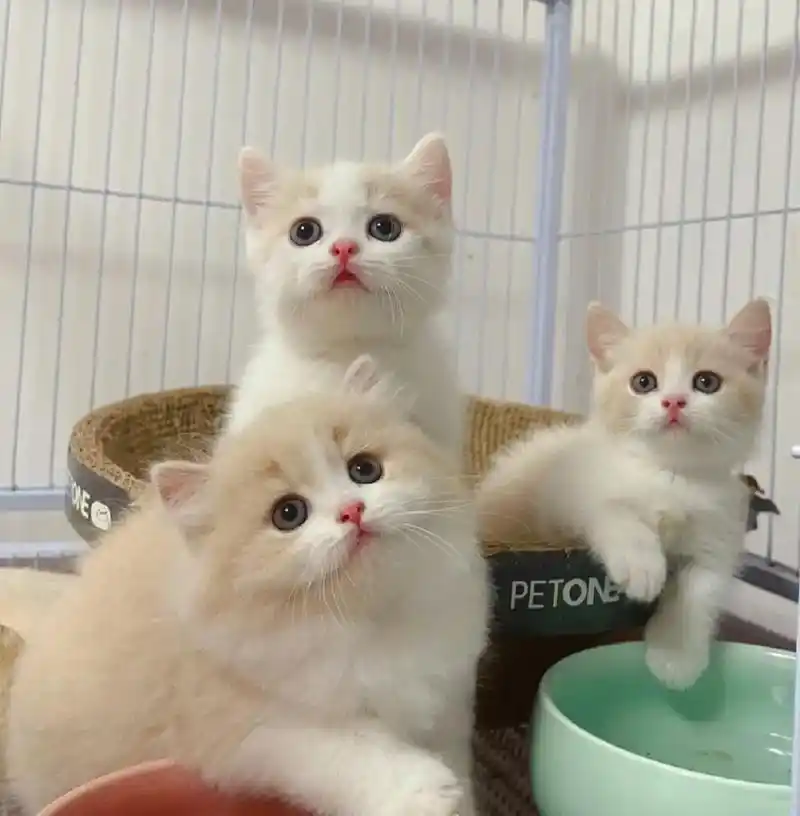 英短乳白幼猫宝 纯种英短乳白幼猫宝宝找好人家 - 抖音