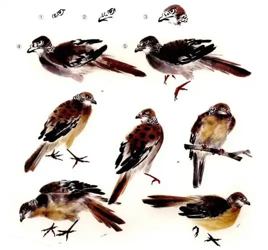 斑鸠的画法