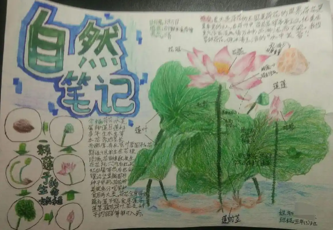 自然笔记|荷花 画了好久,帮忙点个赞吧