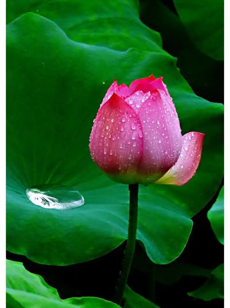 带露的荷花,在晶莹剔透的露珠点缀下,显得格外娇美,美的令人窒息,不忍