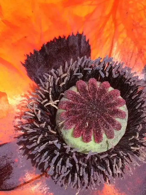 东方罂粟:花开6月天