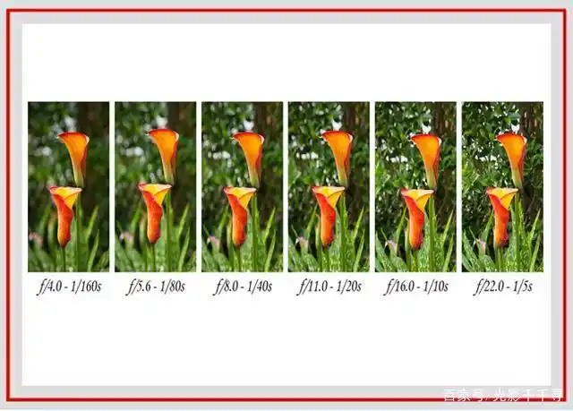 景深其实并不高深,用它来影响花卉摄影,让作品花样百出