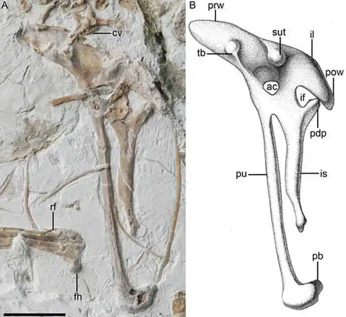 《古脊椎动物杂志》:发现颈椎关节面发生前后倒转的反鸟类——奇异食