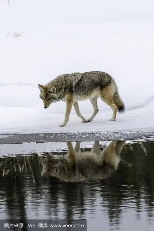 狼在雪岸看着他的倒影在水的小溪