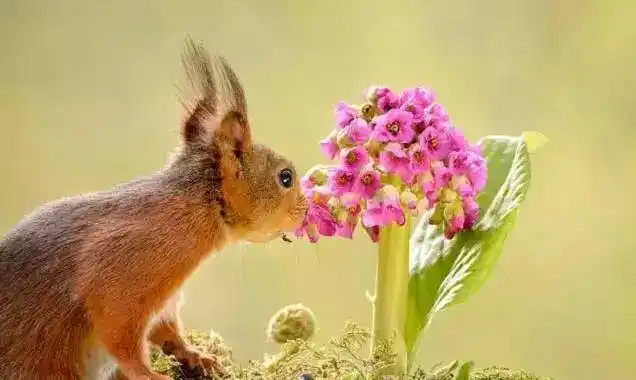 动物也闻花香 萌萌哒!