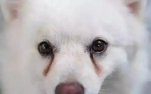 教你六招去除猫狗的泪痕