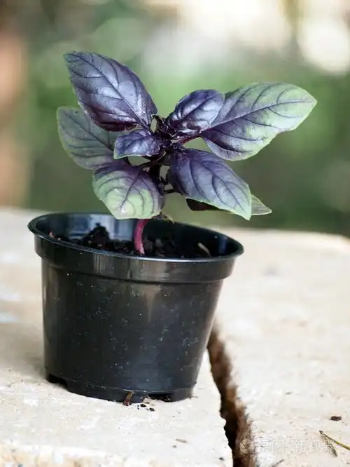 紫色的罗勒叶苗