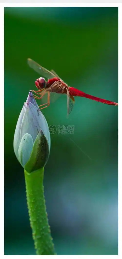 蜻蜓图片 蜻蜓图片真实照片