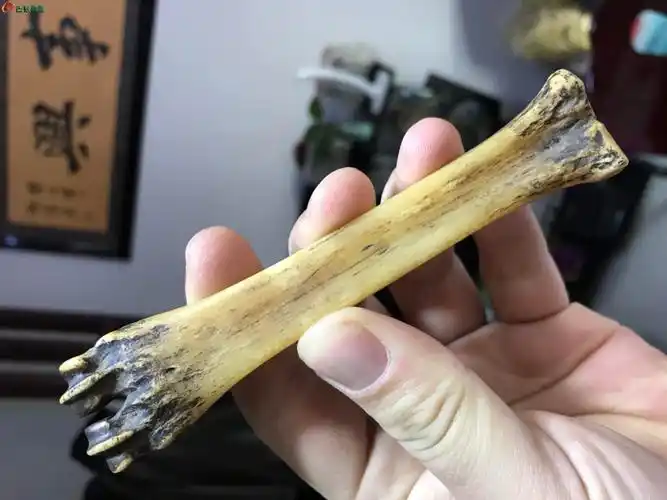 品相非常好的羊骨头一根 - 文玩信息 - 古泉社区