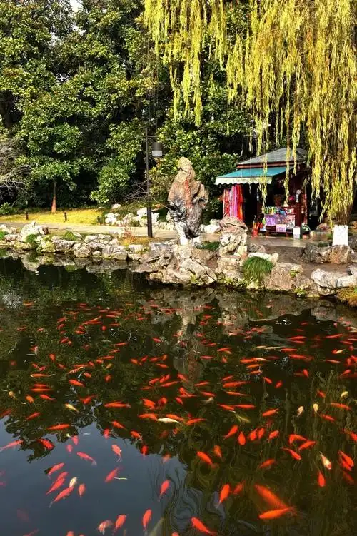 西湖美景——花港观鱼,杭州自助游攻略 - 马蜂窝