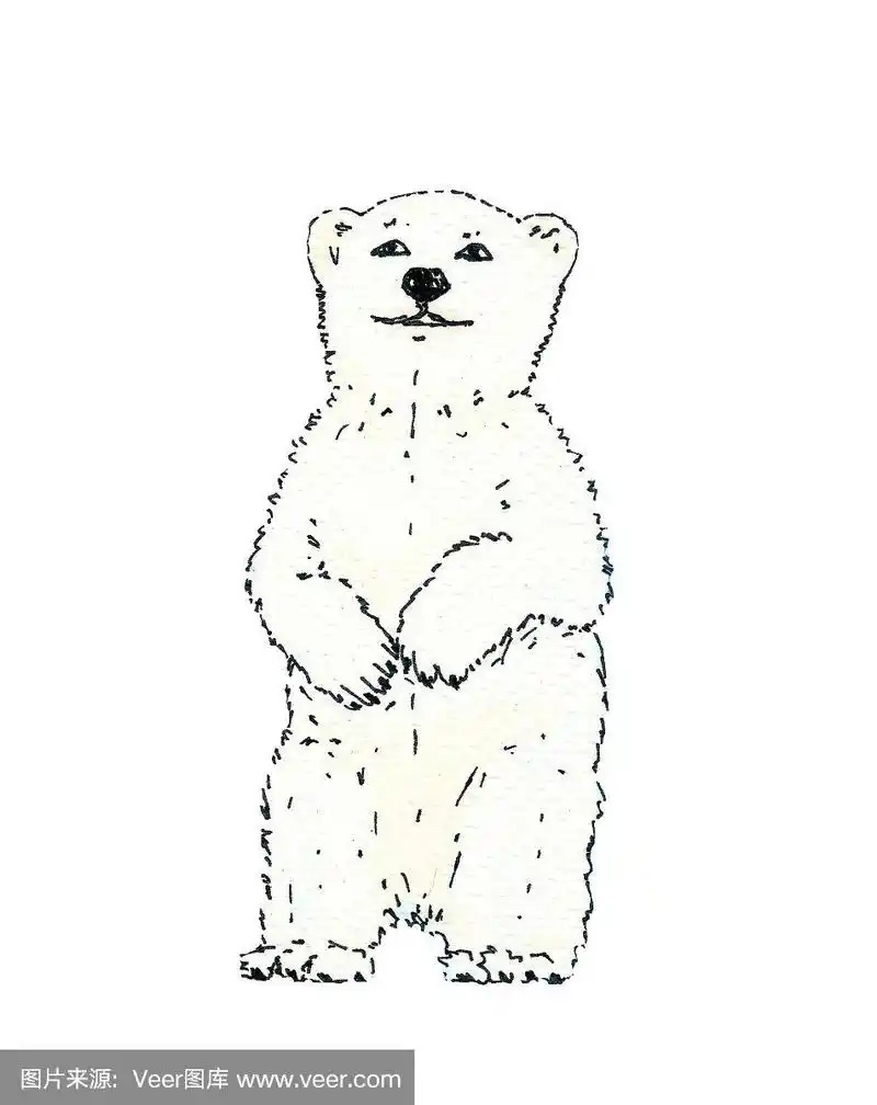北极熊.手绘水彩素描.白色背景上的黑色轮廓.彩色插图