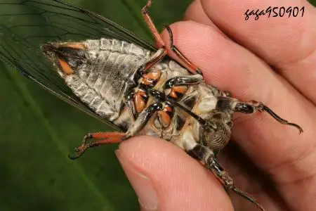 高砂熊蝉 cryptotympana takasagona