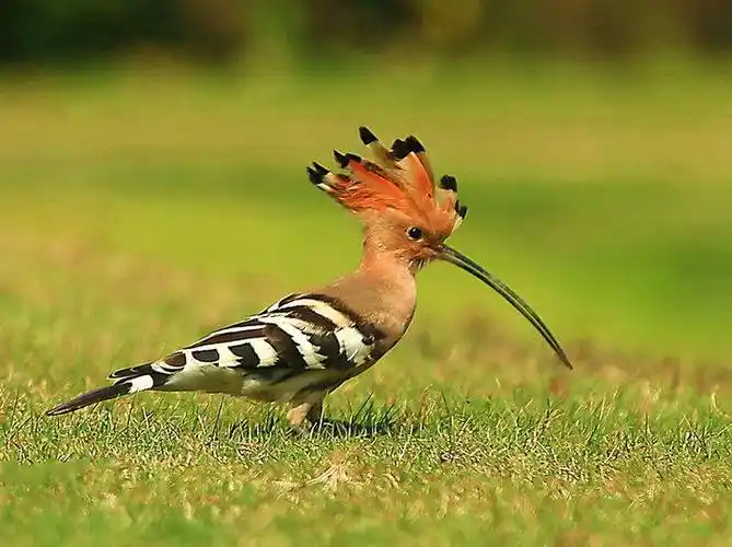 识别鸟类扫一扫,戴胜鸟有什么寓意,叫声是吉是凶