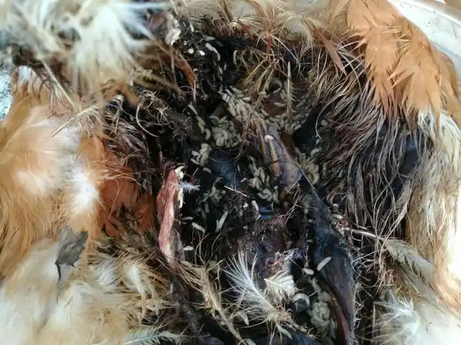 动物腐烂,蛆虫吃完腐肉后,蛆去哪了?