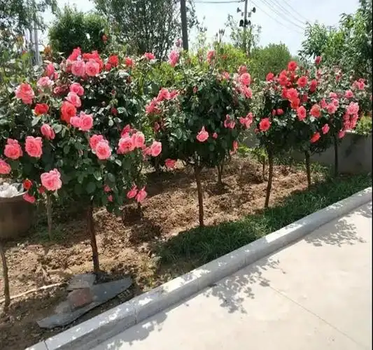 树状月季被称为"花中皇后",花开五彩缤纷,不仅花香且姿态优美
