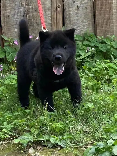 中华田园犬之广西土猎小黑犬