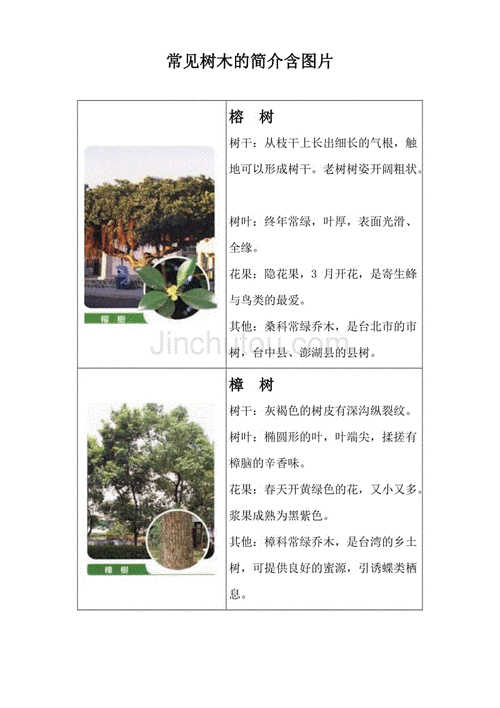 小朋友常见树木的简介含图片