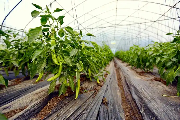 种辣椒带来新希望 恒大产业扶贫初见成效