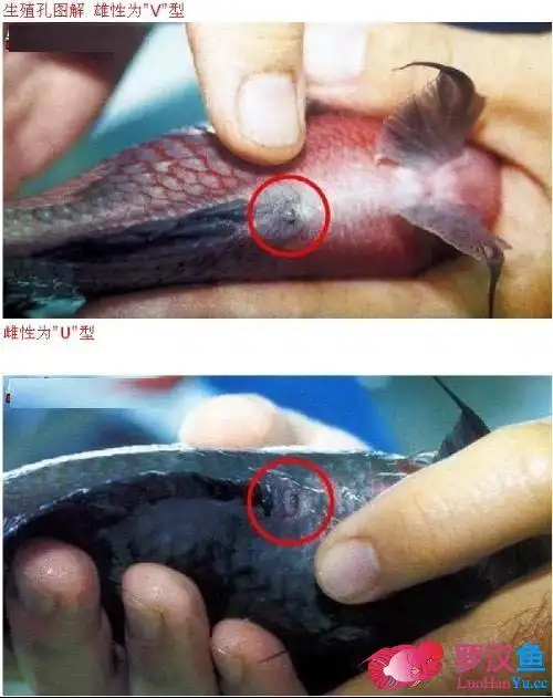 秋补罗汉鱼罗汉怎么分公母