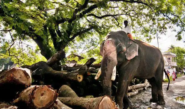 大象都是"职业搬运工", 此习俗流传多年, 网友却称太残忍