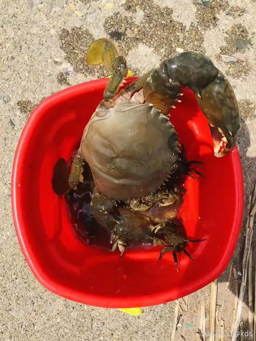 大青蟹4斤以上算什么水平?