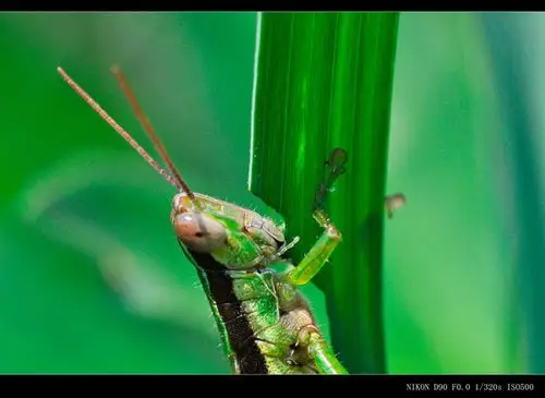 蚱蜢吃草(进摄接筒微距再续)