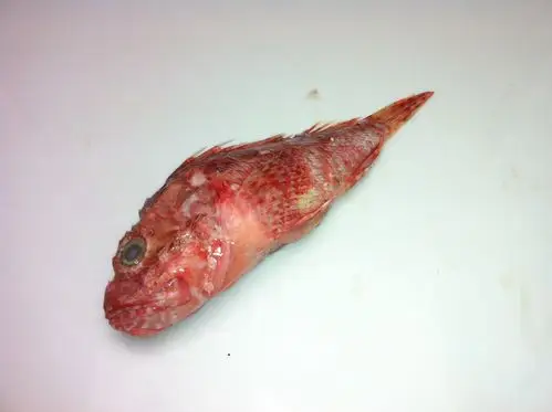 新鲜虎头鱼 新鲜海鲜 东海虎头鱼 石塘松门小网海鲜