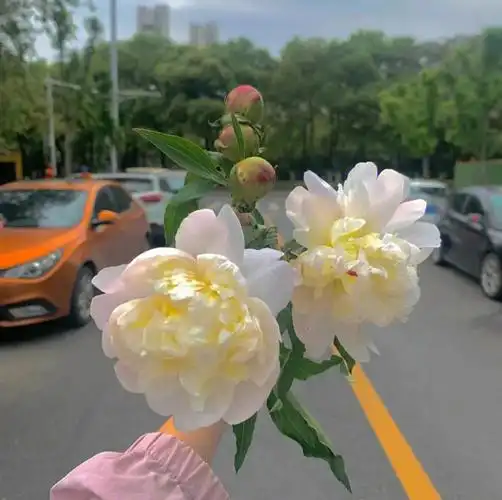 气质小清新治愈系鲜花朵阳光少女心元气萌系仙女神美少女生朋友圈背景