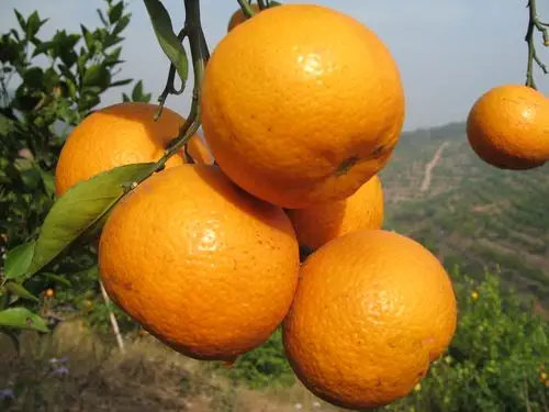 广东十大产品——贡柑