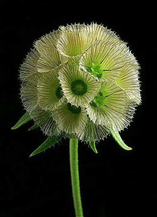 【潇洒生灵-126】罕见:奇花异草 - 潇洒如风 - 潇洒天地 如意家园