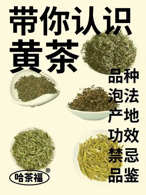 茶科普黄茶知识你真的懂黄茶吗