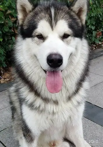 短毛阿拉斯加找主人