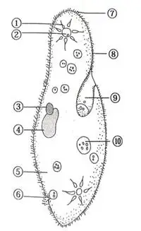 草履虫不具有的特点是( )