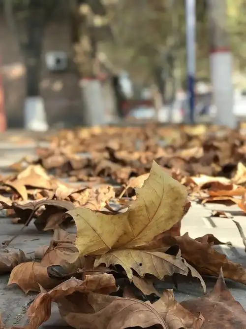 落叶