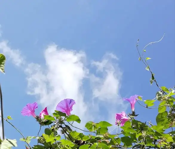 蓝天白云牵牛花!(二)