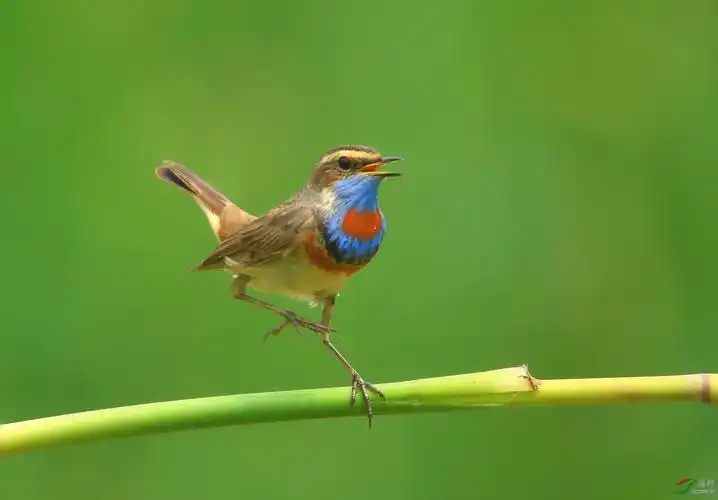 唱歌跳舞蓝喉歌鸲