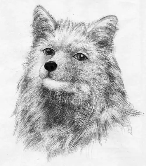 手绘狐狸的图片