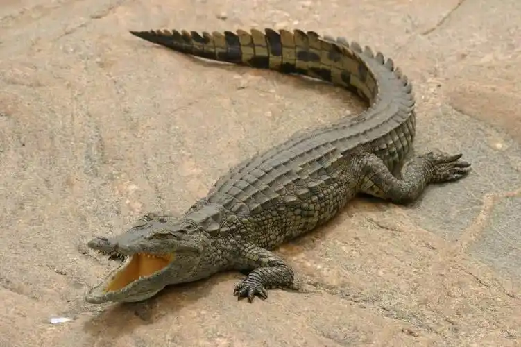 鳄鱼是迄今为止依然存活在地球上的生存年代最早,最原始的动物之一,是