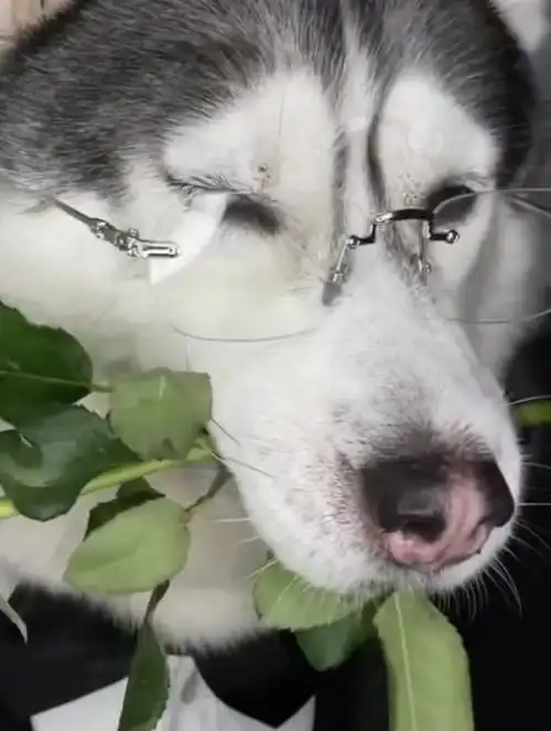 原来狗头加玫瑰代表深情