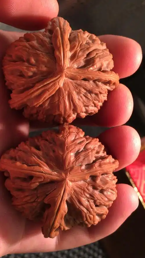 绝配闷尖白狮子三棱