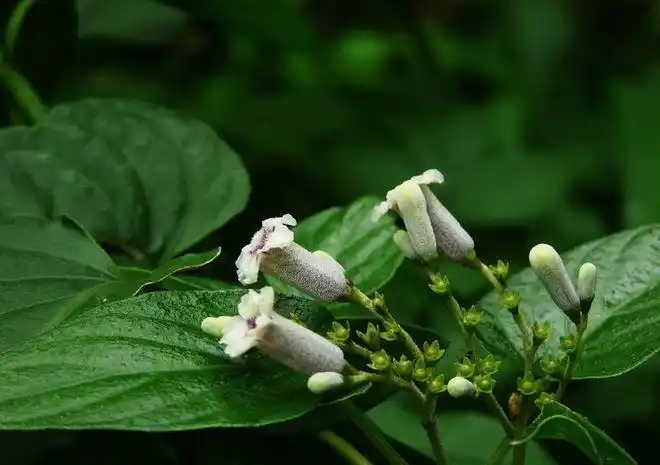 农村有种怪草散发难闻的臭味被农民称为鸡屎草能治百病