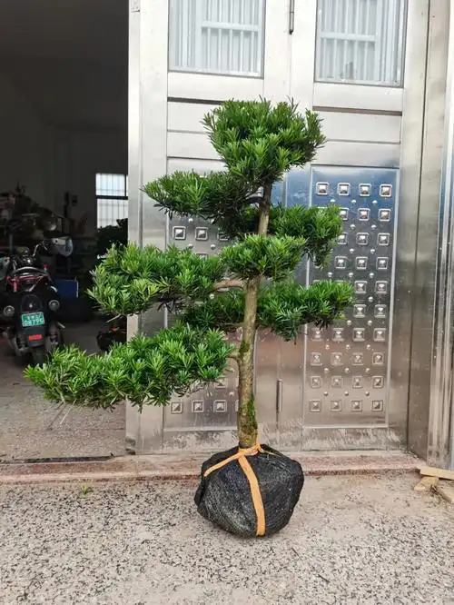 小叶雀舌罗汉松造型高度一颗800包邮