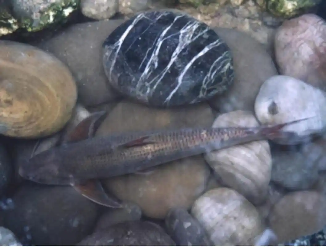 俗称水米子曾经江里很常见如今却快要绝迹至今无法养殖