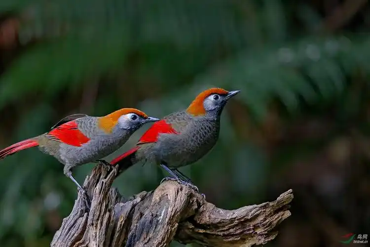 林鸟端午节快乐赤尾噪鹛