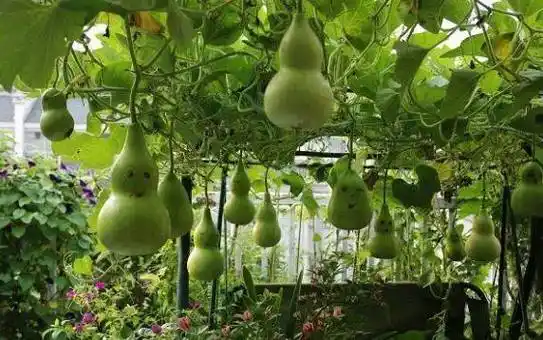 长知识丨葫芦里卖的什么药_生活_主治_蒲芦