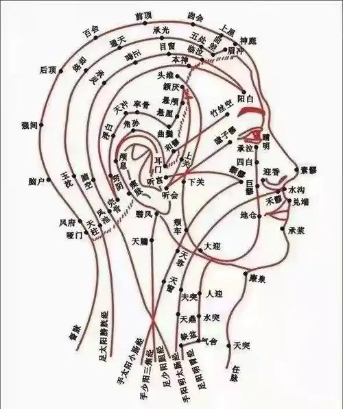 头部有四条主要 em>经络 /em>,分别为督脉,膀胱经,胆经,三焦经,这