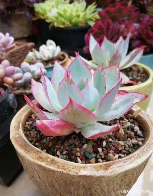 蓝光丨盛夏不脱妆,仙气浓浓,不愧是多肉植物三仙之一
