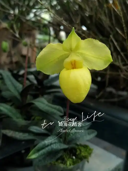 植物日记no4硬叶兜兰金童