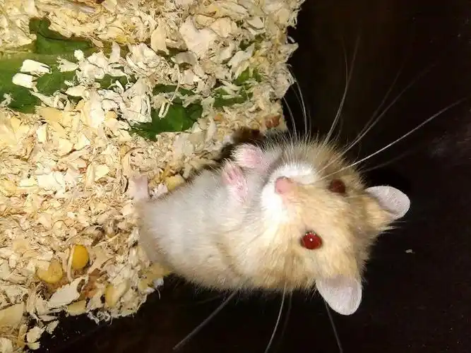 红眼睛黄色皮毛的是什么仓鼠