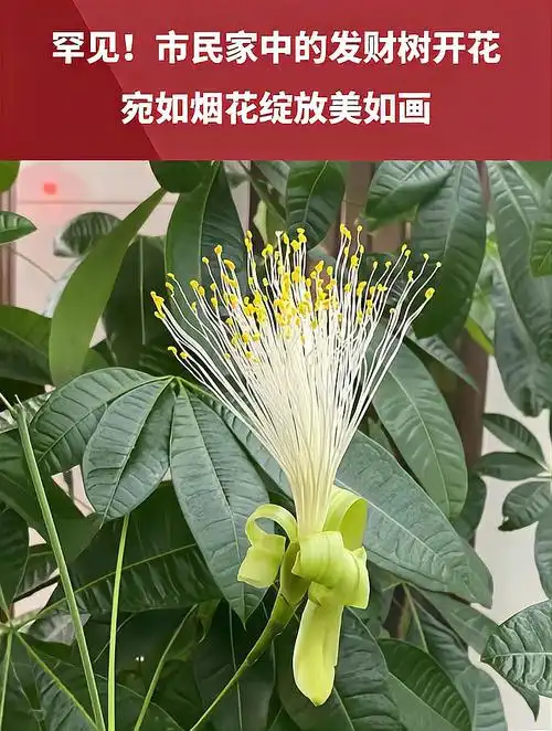 市民家发财树开花花朵如同烟花绽放两三年来第一次开